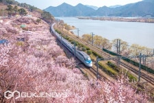 양산원동·상동강변 매화축제 개막...장소·셔틀버스 노선은?
