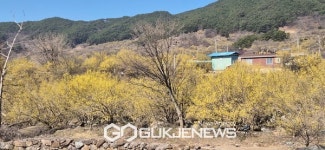 재경구례군향우회, 구례산수유꽃 축제 고향방문