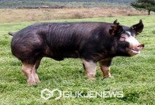 제주도, 유전 능력 뛰어난 씨돼지 70마리 도입