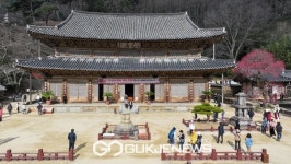 지리산 대화엄사, 기후변화 홍매화 만개 일정 오락가락