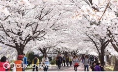 부산 사상구 낙동강정원 벚꽃축제 29일 화려한 개막