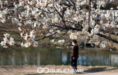 성동구 청계천에 활짝핀 매화