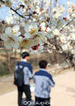 성동구 청계천에 활짝핀 매화