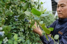 영동군, 올해 가온 신품종 블루베리 첫 수확 기쁨