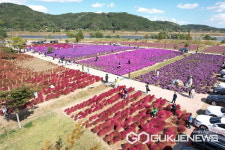 의령군, 둑방 벚꽃부터 기강 댑싸리까지 마을축제 4곳 선정