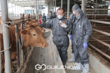양주시, 구제역 예방을 위한 상반기... 구제역 백신 일제 접종