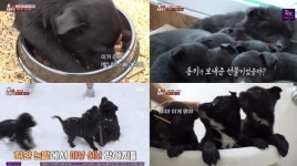 SBS TV동물농장 어쩌다 주운 까망 8꼬물이, 집 점령 완벽 접수