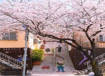 날씨, 출근길 200m짙은안개 서울17도 벚꽃개화시기→부산 꽃망울 터트려