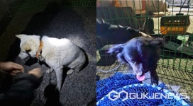 수년간 행인 위협하던 떠돌이개, 사천 동물보호단체 품으로