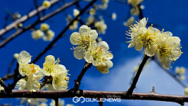 [국제포토] 이번 주말 매화동산 고고씽