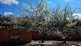 [국제포토] 주말나들이 여기 어때 매화동산
