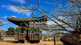 [국제포토] 봄 소통과 힐링 공간 매화동산