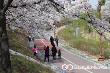 성남시 벚꽃 9경 도심 곳곳에서 봄 만끽하세요