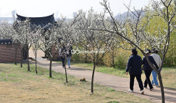 [국제포토] 상춘객 발길 잇는 매화동산