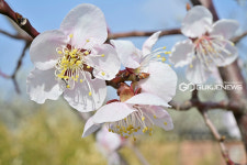 [국제포토] 여기는 매화동산