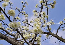 [국제포토] 인천권 매화꽃 만개 매화동산