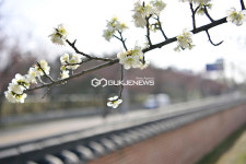 [국제포토] 검암역부근 매화동산