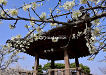 [국제포토] 봄꽃 향연 매화동산