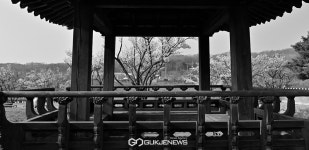 [국제포토] 봄의 낭만 & 매화동산