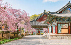2024 벚꽃개화시기, 주말여행 전국 벚꽃명소 BEST 10