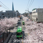 [다음주 날씨] 벚꽃 개화시기 시작 낮 최고 20도 포근...부산 19도·대구 21도 미세먼지 나쁨