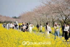 서귀포유채꽃축제 5만명 다녀갔다…화사한 봄 만끽