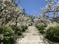 보령무궁화수목원, 봄내음 가득한 가족 나들이명소