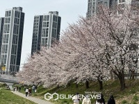 [포토] 천안 원성천에 만개한 벚꽃  봄 하늘에 내리는 눈 벚꽃