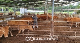 봉화군,  2024년 상반기 소·염소 구제역 백신 일제접종 실시