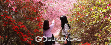 봄, 200만그루 서부해당화 활짝 핀 강진으로 오세요