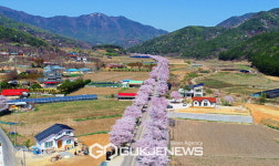 [포토] 예산군, '기다리던 벚꽃' 드디어 만개!