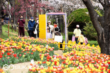 튤립 너무 예쁘네요 사상구, 낙동제방 오색 튤립존 인기
