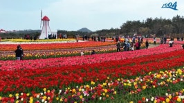 2024 신안 튤립축제 5일부터...실시간 개화상황과 입장료는?