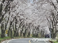 [국제포토] 의령 자굴산 순환도로 벚꽃 물결로 장관