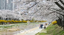 영주시, 벚꽃과 함께하는 시민 어울림 한마당 성료