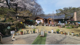 대전 벚꽃 숨은명소 송중기 생가 가봤더니...서울 벚꽃명소 석촌호수벚꽃축제보다 낫네