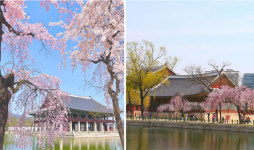 날씨, 서울·대구 24~25도 초여름날씨→서울벚꽃명소 절정 이번주까지