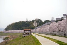 봄의 전령 제7회 웅포벚꽃축제 성공적으로 마쳐