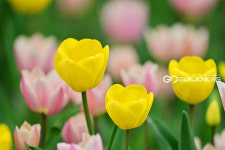 [국제포토] 튤립 개화중