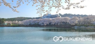 군산 봄날의 아름다운 추억의 은파호수공원 벚꽃길