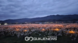 영주시, 늦서리 피해 예방 실증시험 추진