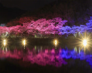 [포토] 전국 가장 늦게 피는 벚꽃길 명소 야경 진안 마이산