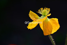 [국제포토] 봄 나빌레라