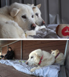 TV 동물농장 1167화 판다와 로제, 강아지를 사랑한 토끼