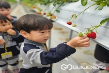 음성 동성유치원, 딸기따기 체험학습 실시