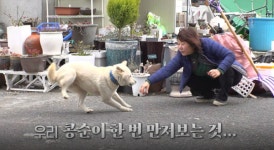 TV동물농장 달마산 절 개 아미와 타미·여수 먹수달·콩순이 술래잡기