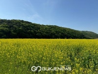 보령 웅천천변 유채꽃과 청보리 만개... 상춘객 유혹
