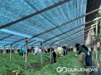 음성군 금왕읍 직원, 농촌일손돕기 실시