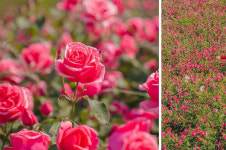 5월여행지, 서울근교 아이와 가볼만한곳 유성온천축제 vs 중랑장미공원