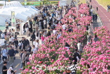 2024 중랑 서울장미축제 인파